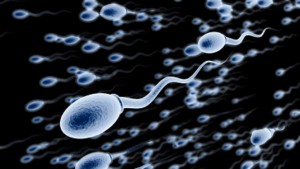 sperm_640